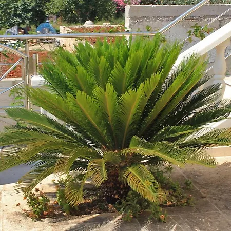 3183c شقة سلانو